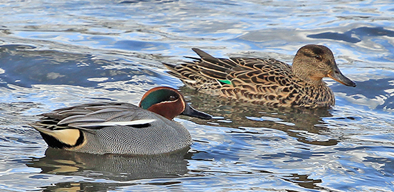 A pair of Teal - Backworth Pond - North Tyneside 